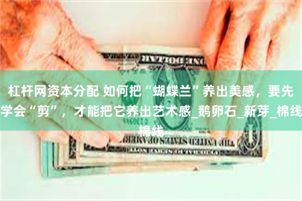 杠杆网资本分配 如何把“蝴蝶兰”养出美感，要先学会“剪”，才能把它养出艺术感_鹅卵石_新芽_棉线